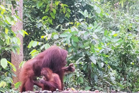 een Orang Utan vrouwtje, omstrengelt door haar kind, door de bomen met haar lange armen. We houden onze adem in en staan doodstil te kijken hoe ze langzaam dichterbij komt om haar ontbijt eens goed te bekijken.